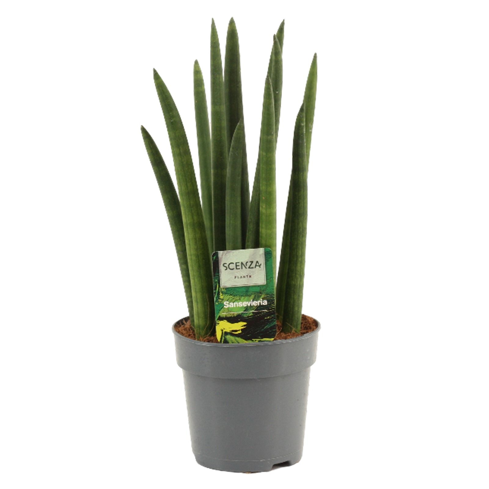 Sansevieria Cylindrica 12 cm Rocket, D 12 cm
