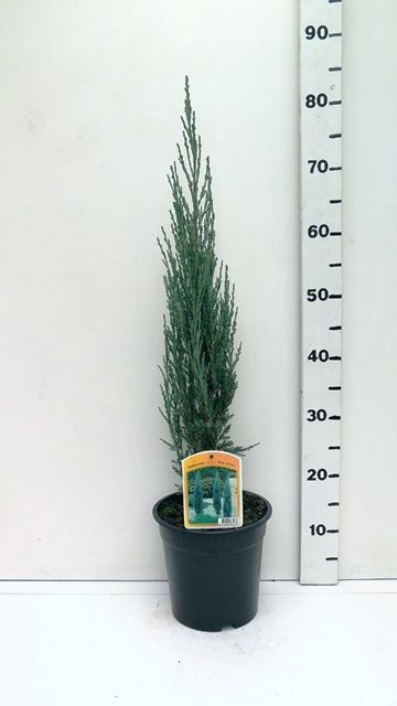 Juniperus sco. 'Blue Arrow', D 19