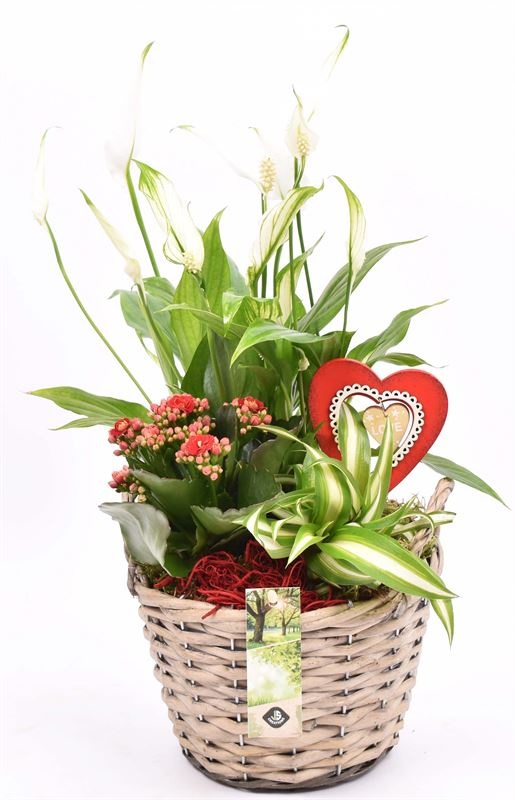 Wilg mand grijs met oor 18cm, D 18