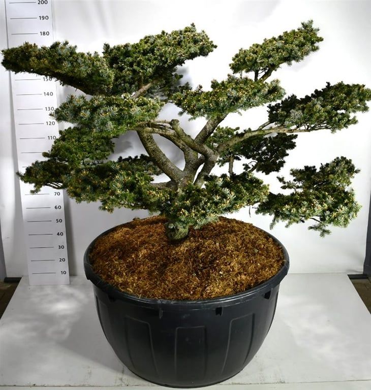 Picea pungens 'Glauca Globosa', D 110