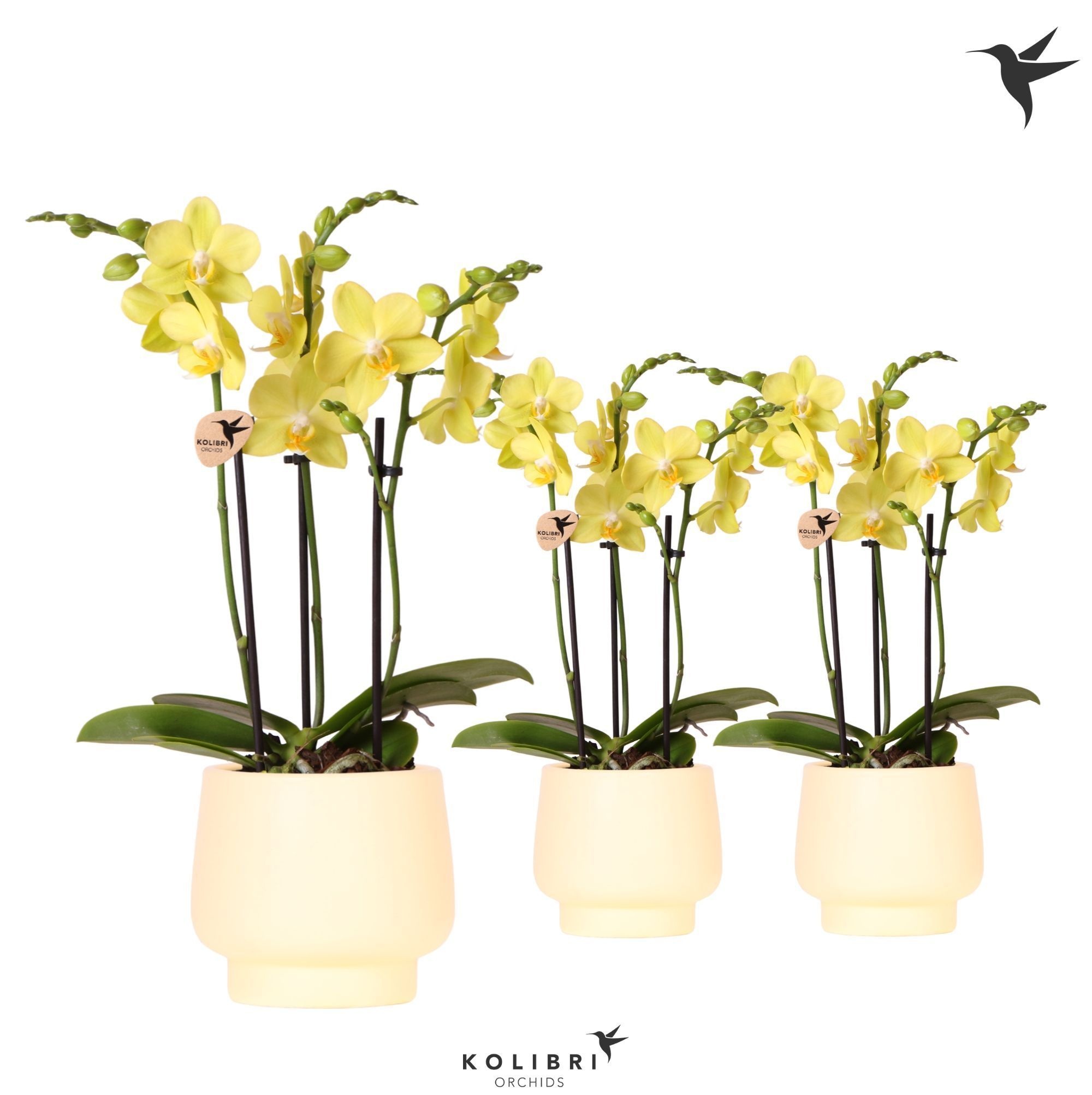 Kolibri Orchids Phalaenopsis yellow 3spike in Scandic pot yellow, D 9