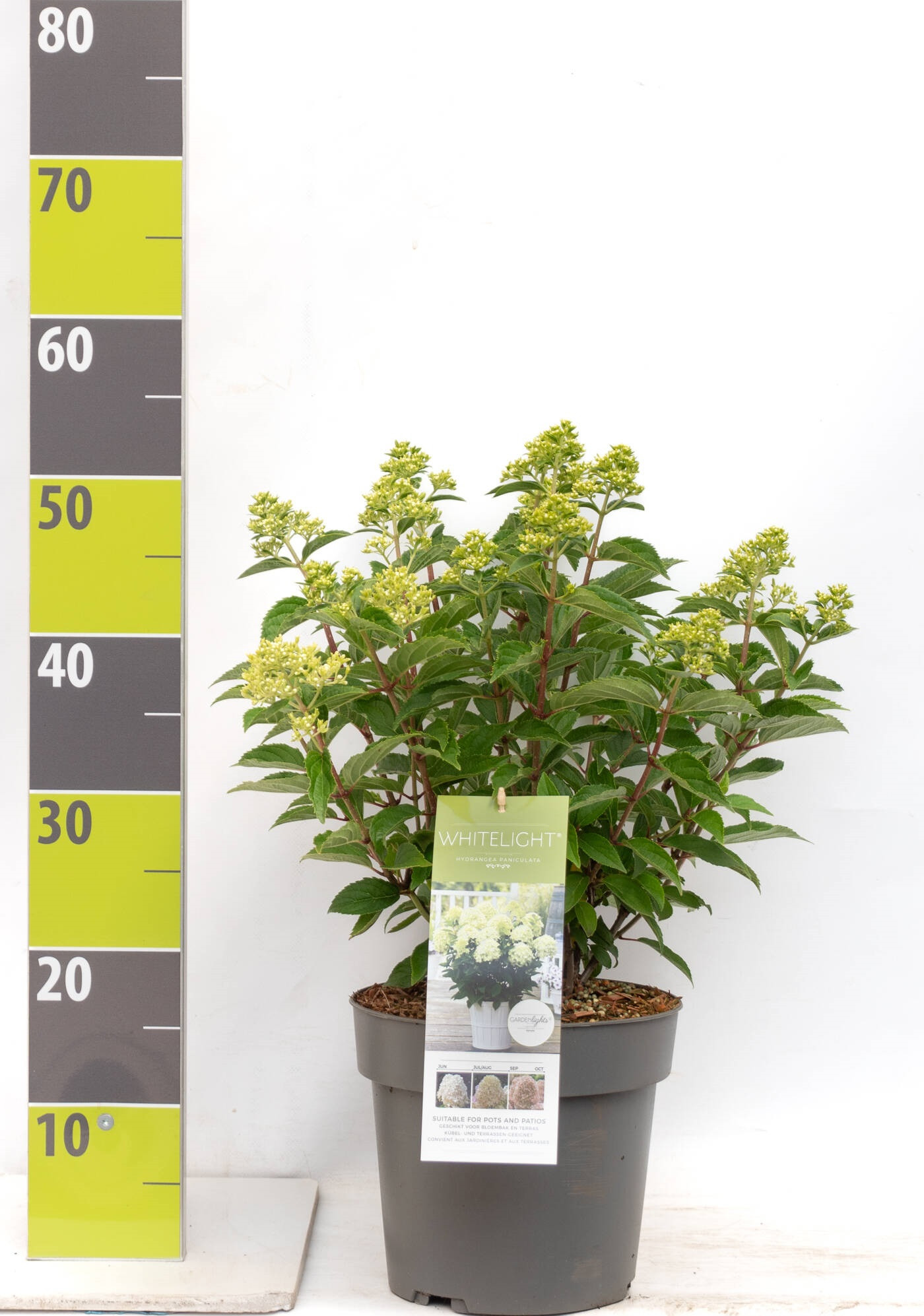 Hydrangea paniculata 'Whitelight' C 4,6, D 23 cm