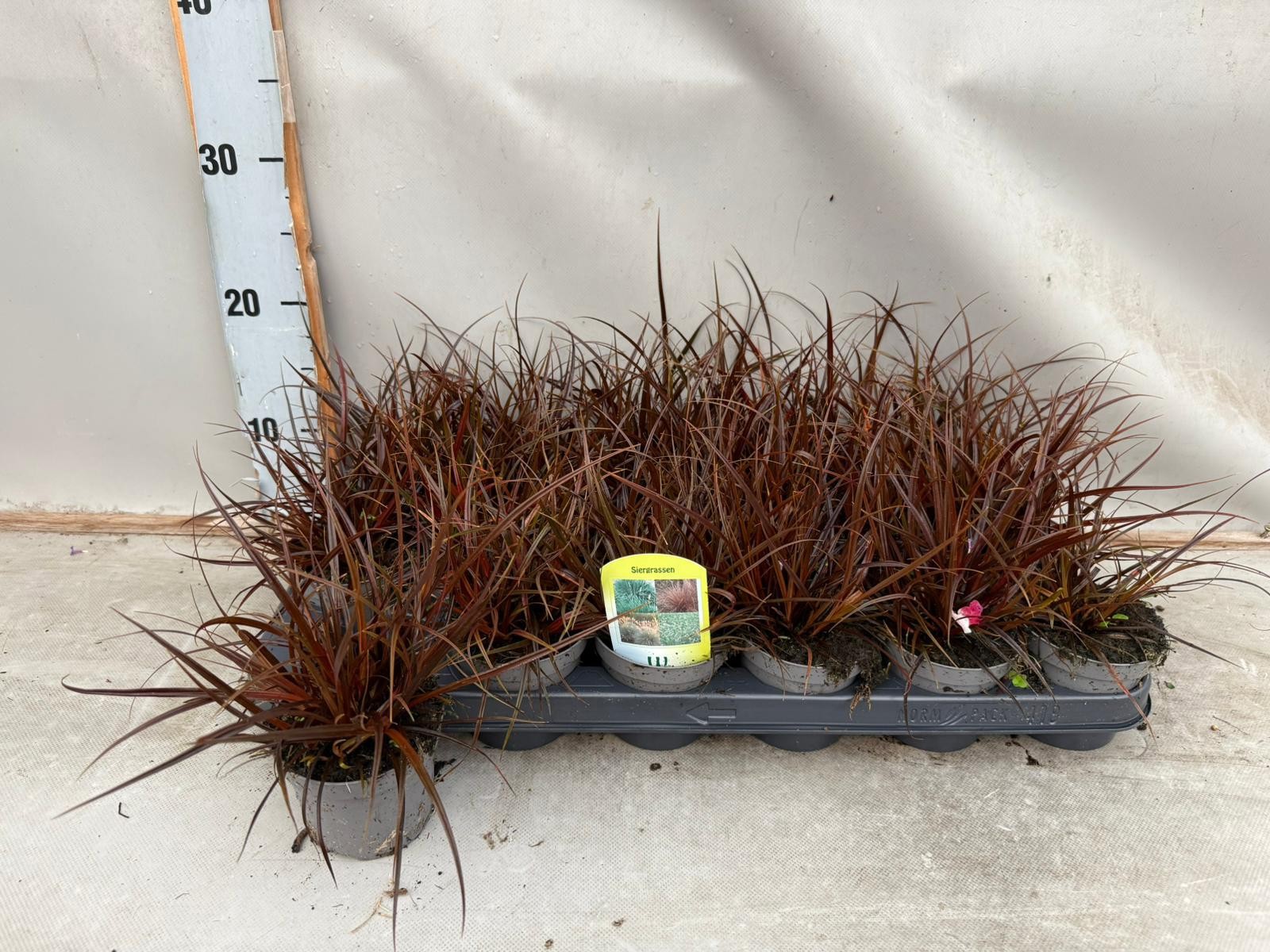 Siergras Rood, D 9 cm