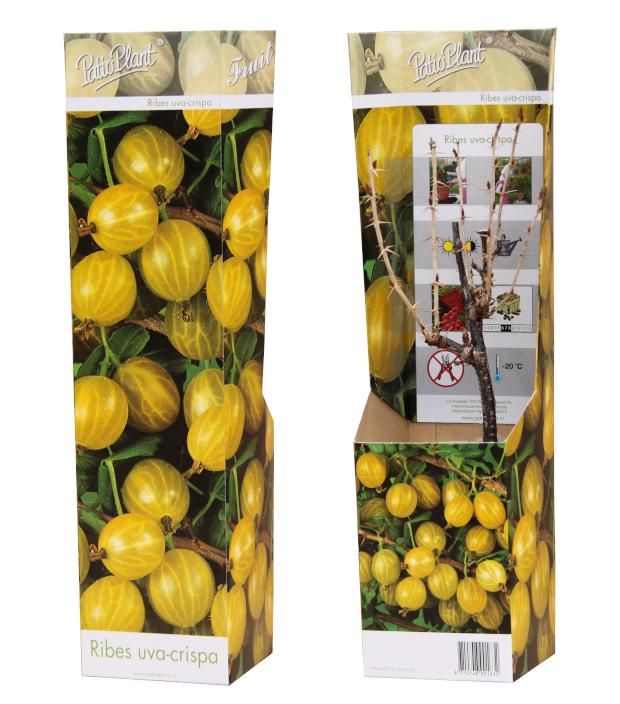 Ribes uva-crispa (gele Kruisbes), D 9