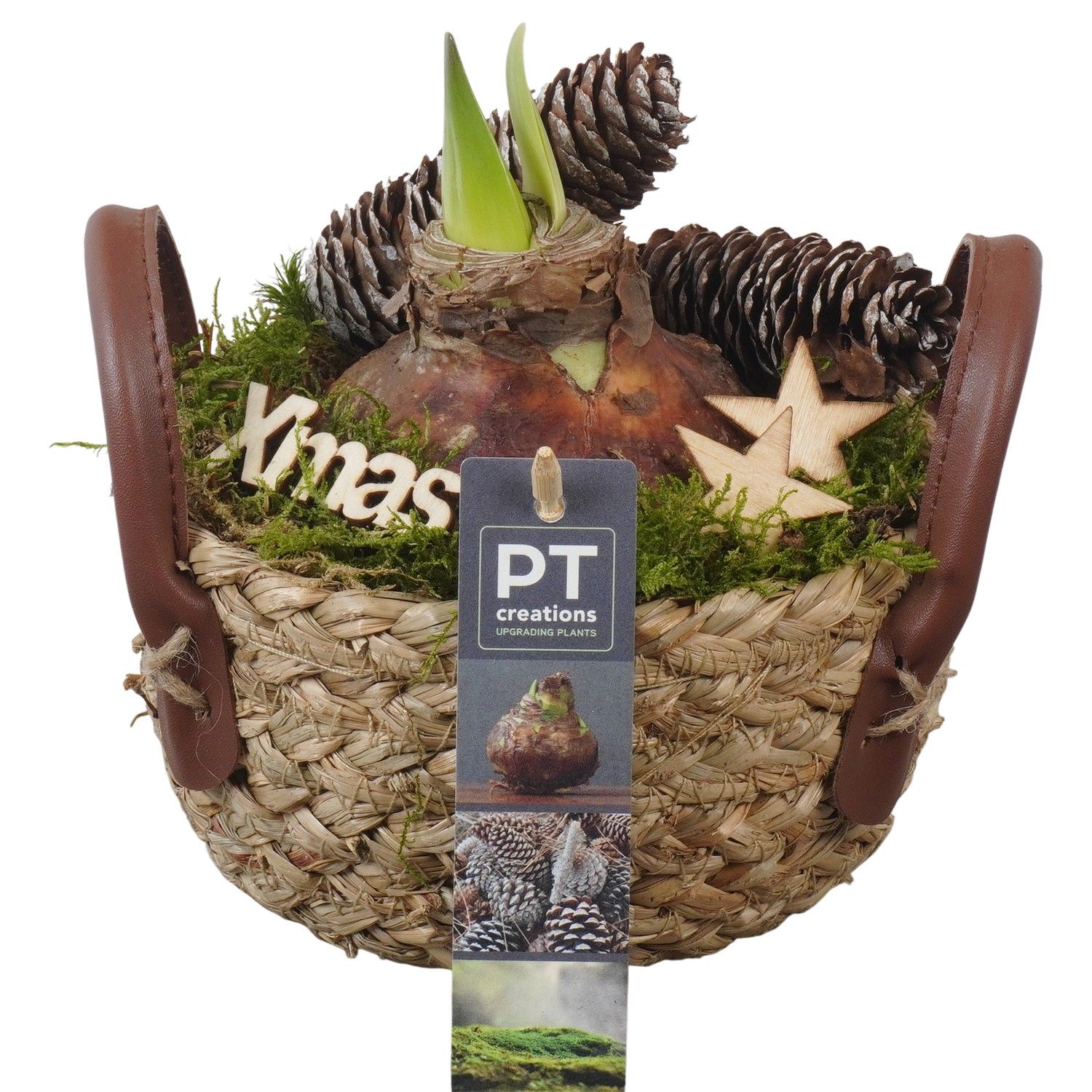 PTACH5896 Arrangement Amaryllis Christmas in rieten mand, D 15 cm