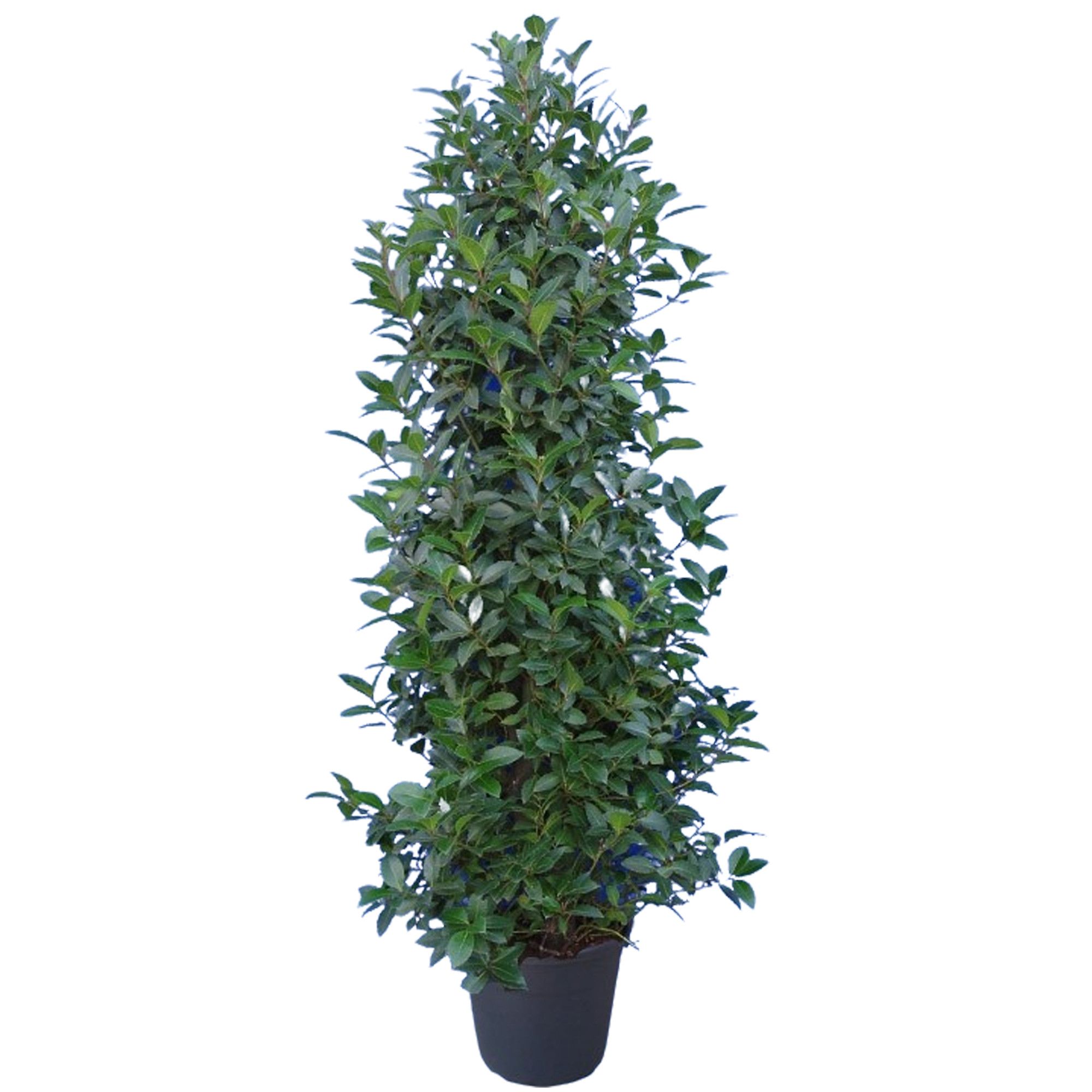 Laurus nobilis Struik, D 30