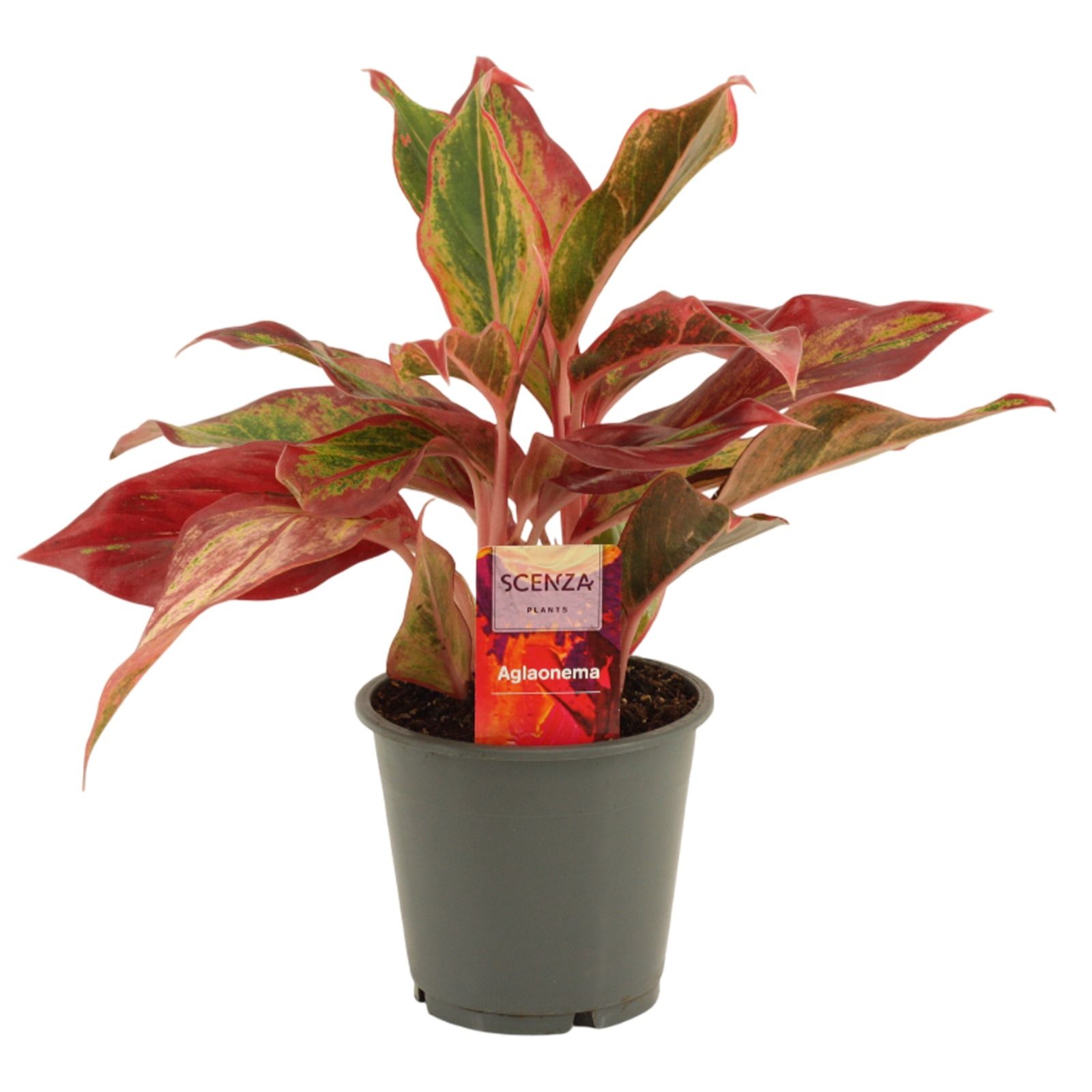 Aglaonema Red Fire 12 cm, D 12
