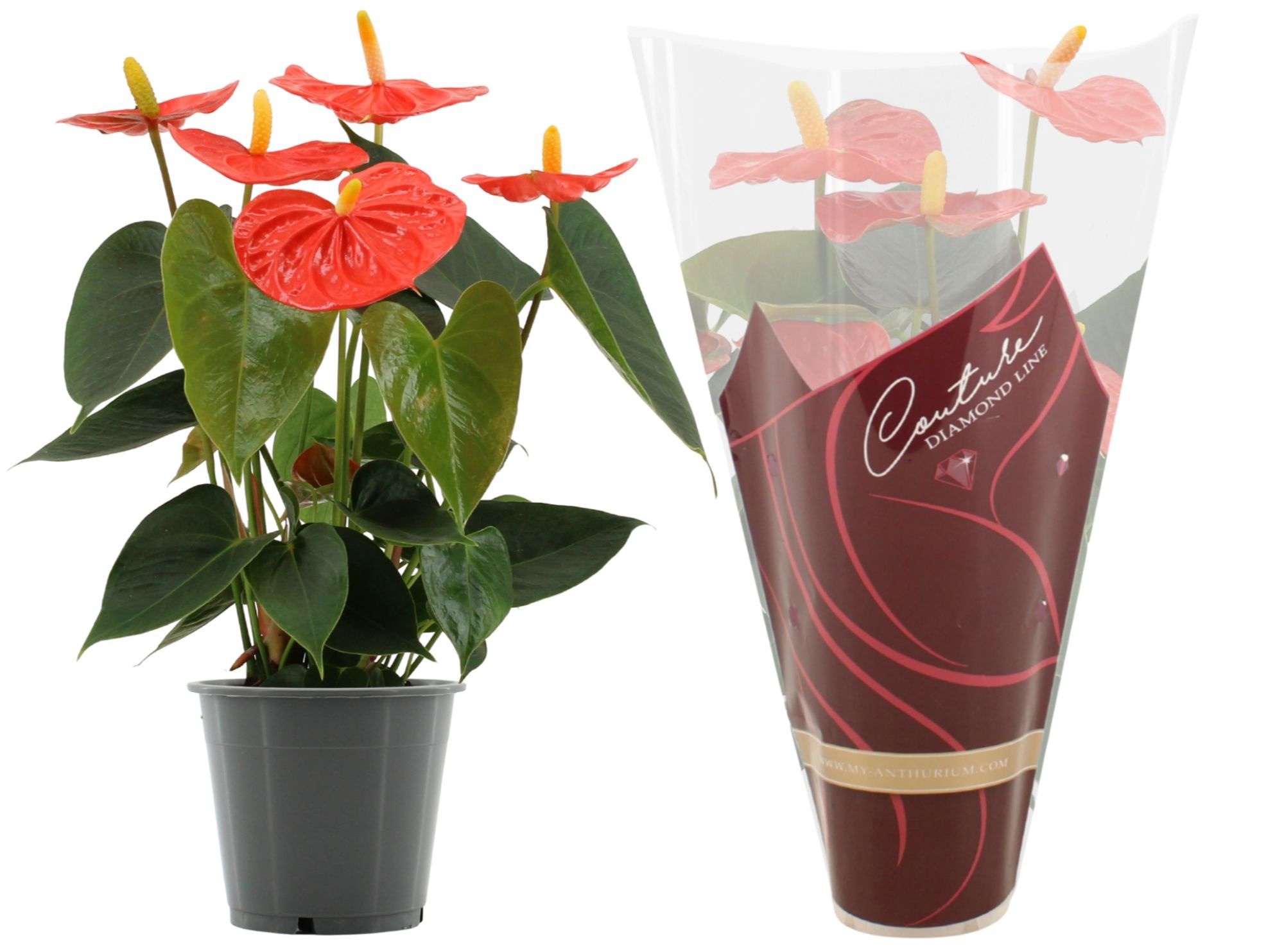 Anthurium 12 cm Stilo in Couture Diamond Line Purple sleeve, D 12