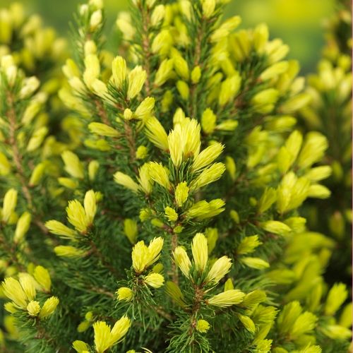 Picea glauca 'J.W. Daisy's White', D 19
