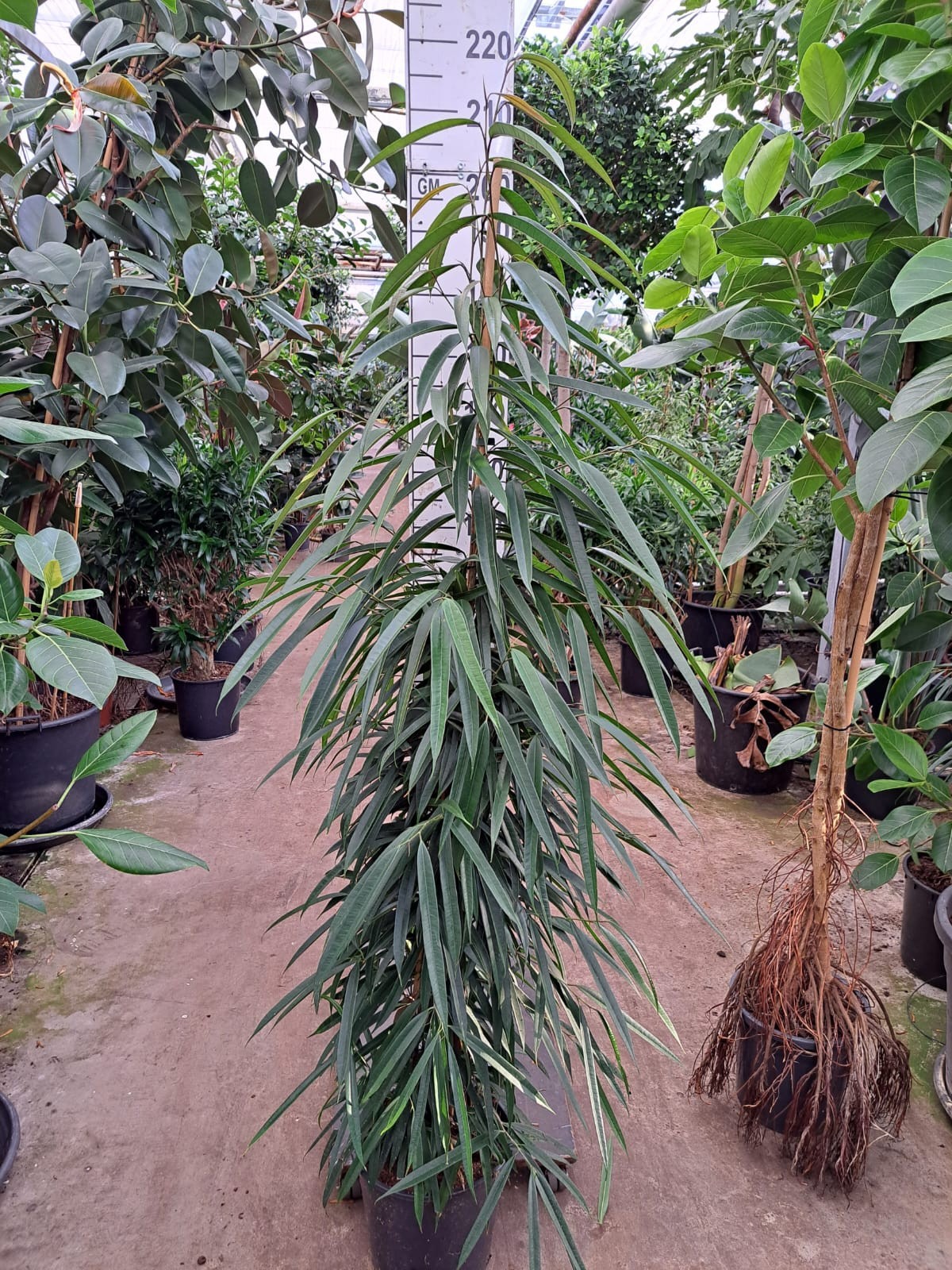 Ficus Alii piramide 200, D 30