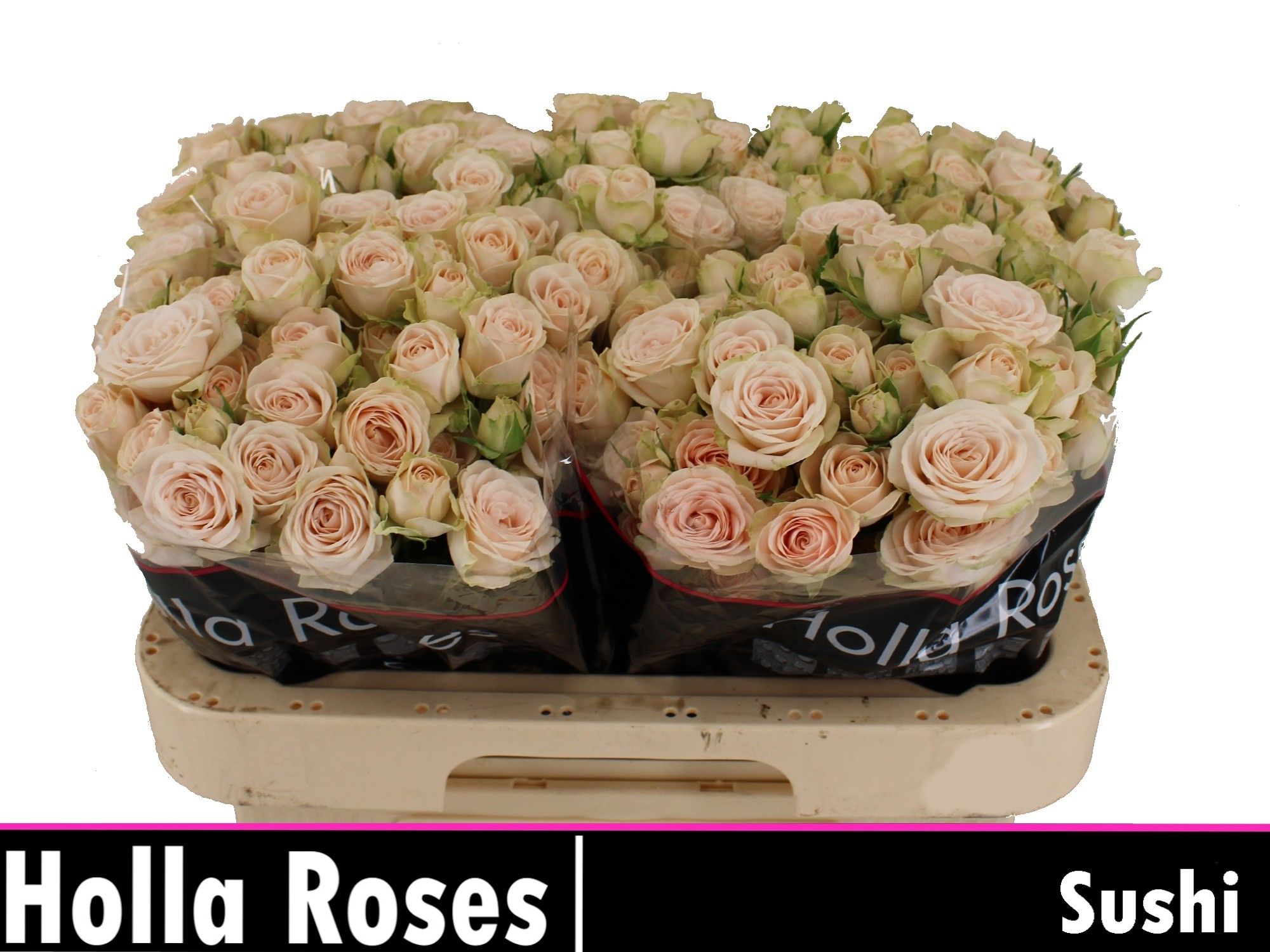 Роза куст. Суши 60, шт.