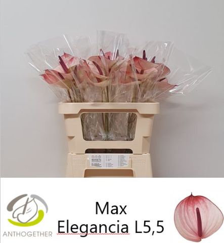 Антуриум Максима Элеганс, шт. Антуриум Максима Элеганс, шт.