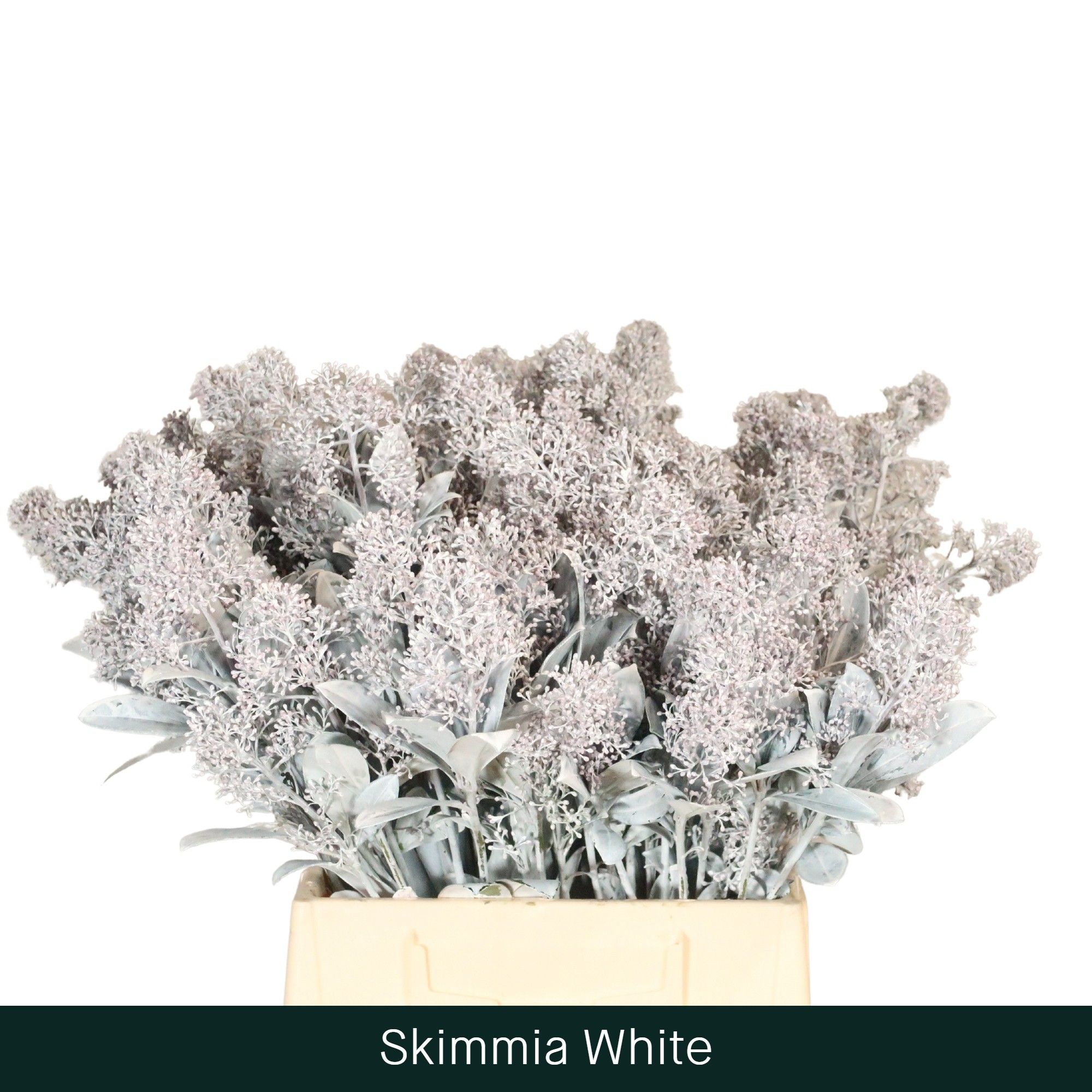 Скимия Овериг крашеный за пучок (краш. ) 45, пуч.