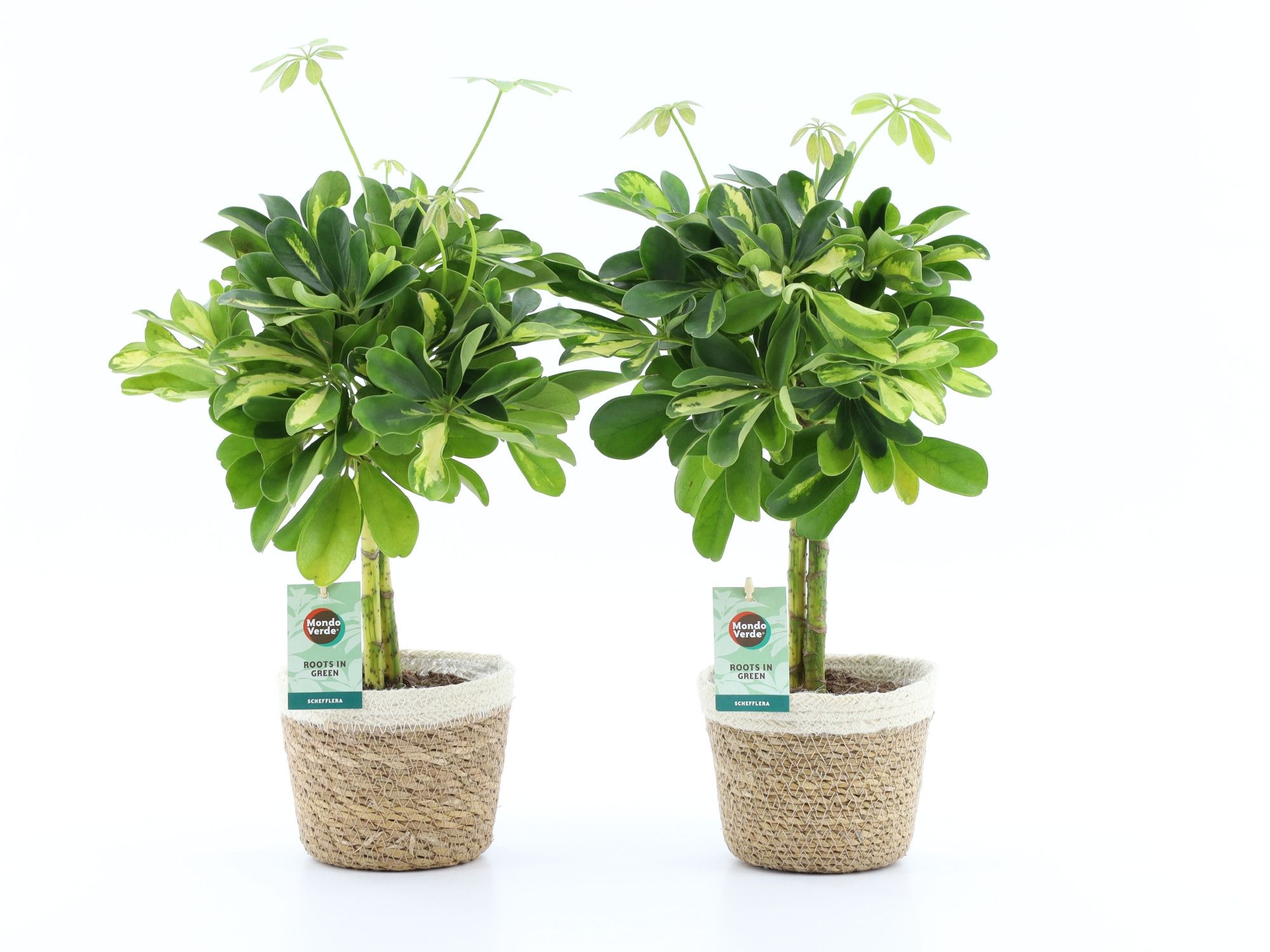 Schefflera Gold Capella in Noah Korb, D 14