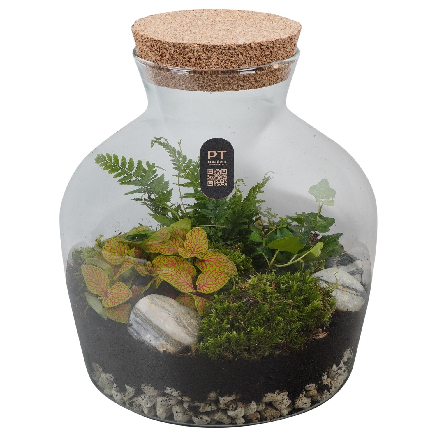 PTTER8109 Arrangement terrarium in glazen terrarium, D 24