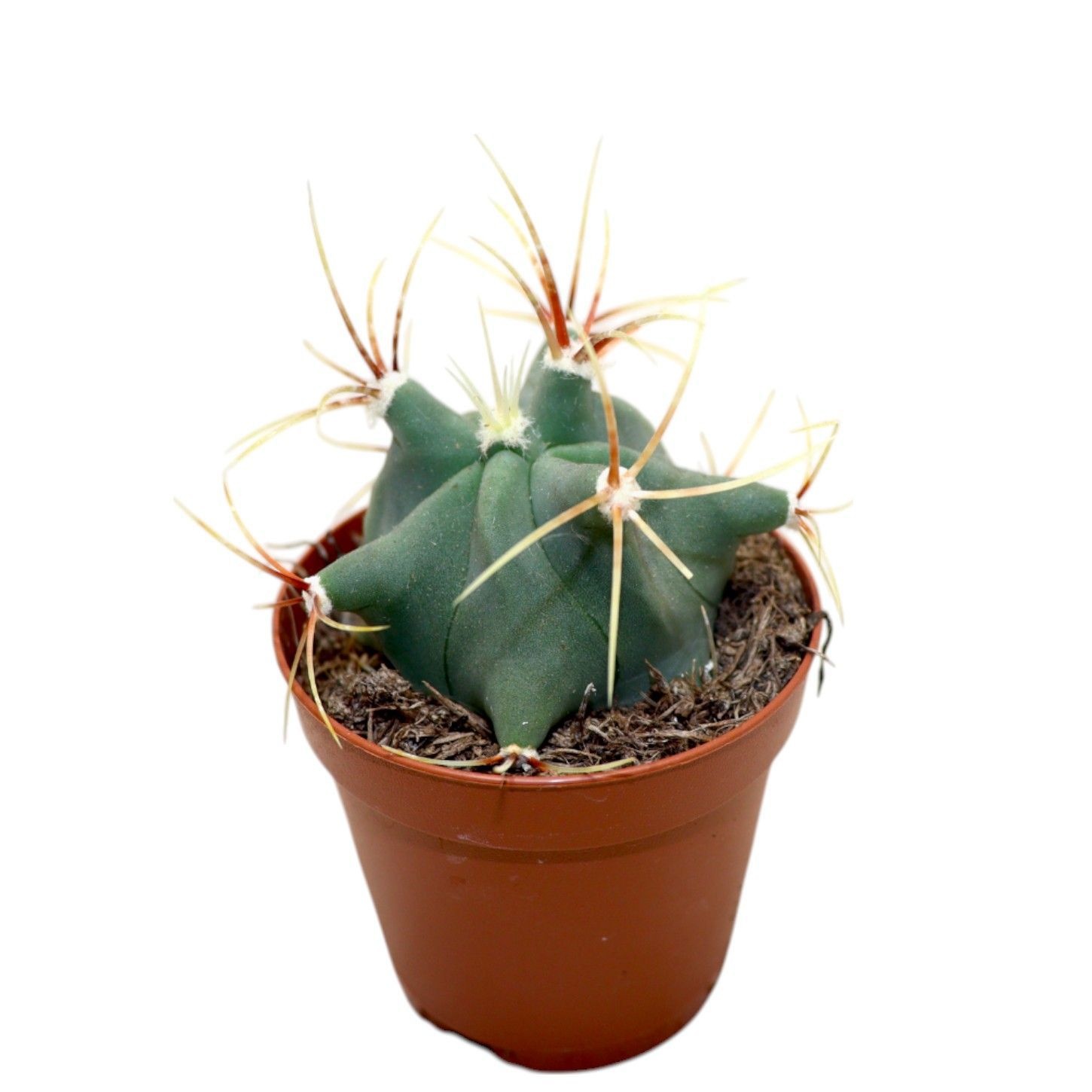 Ferocactus Emoryi, D 5,5
