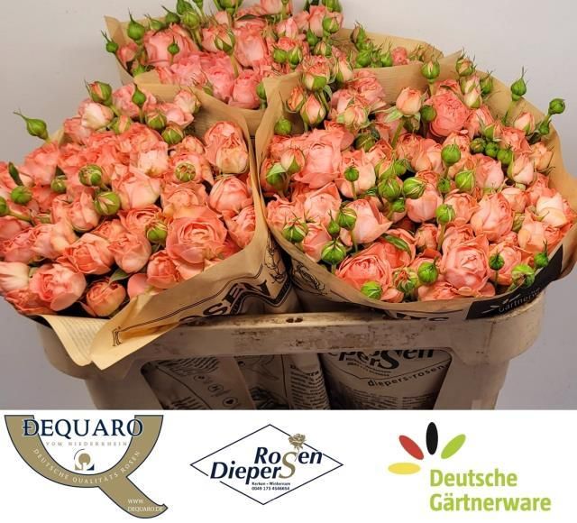 Роза куст. Фемке 70, шт.