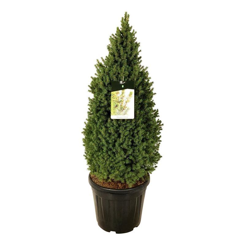 Picea gl. 'Perfecta', D 40