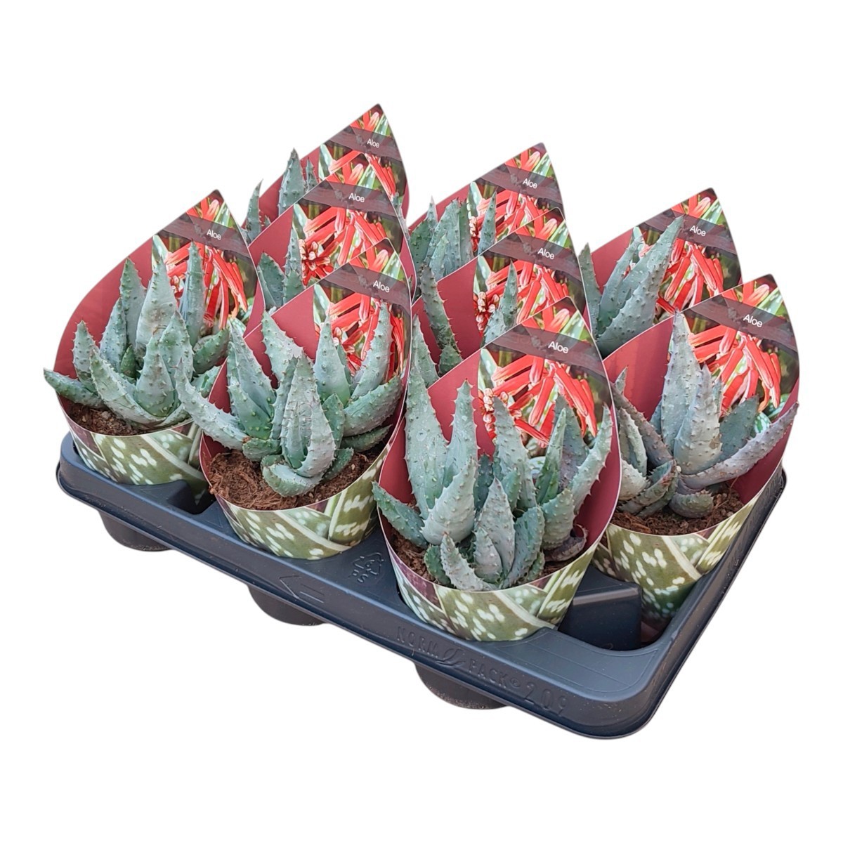 ALOE ACULEATA - POT Ø 10,5WITH POTCOVER (SUCCULENTEN), D 10,5