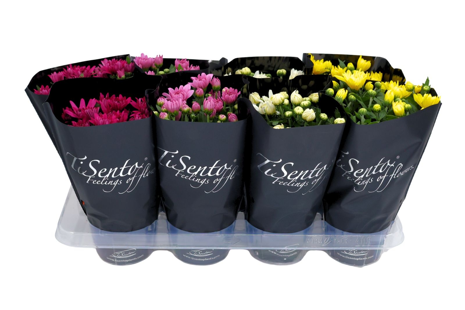 Chrysant gevuld 13 cm in zwarte hoes, D 13 cm Chrysant gevuld 13 cm in zwarte hoes, D 13 cm