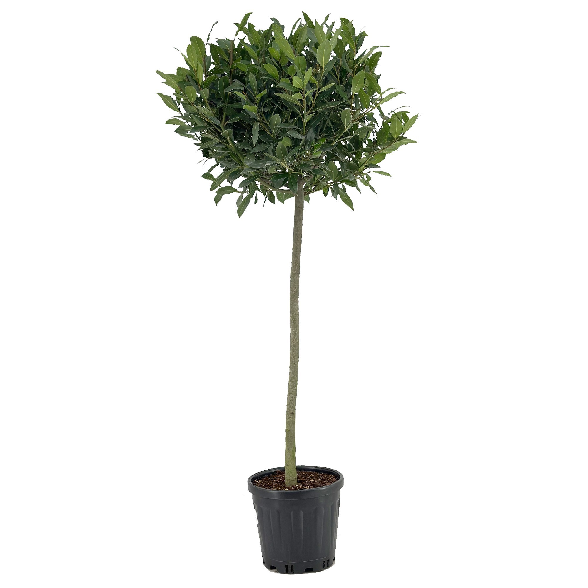 Laurus nobilis Bol op stam, D 25