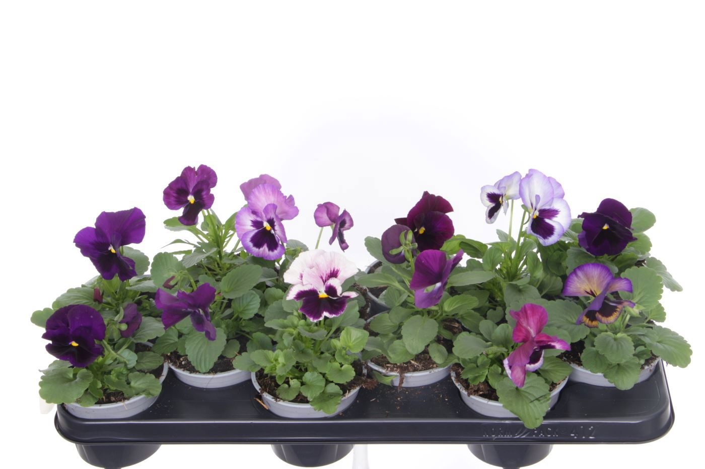 Viola witt. Delta Lavender Surprise, D 11 cm