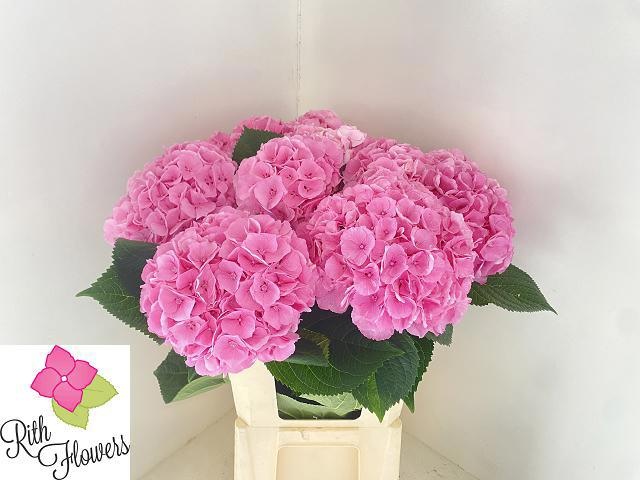 Гортензия Май Бьютифул Хэвен 60, шт.