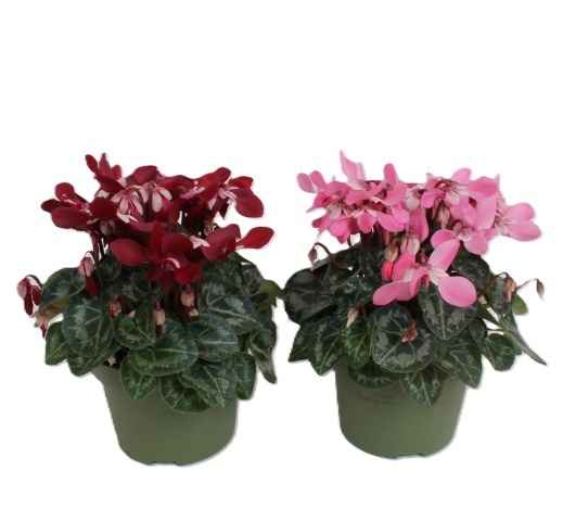 Cyclamen Djix mix, D 13