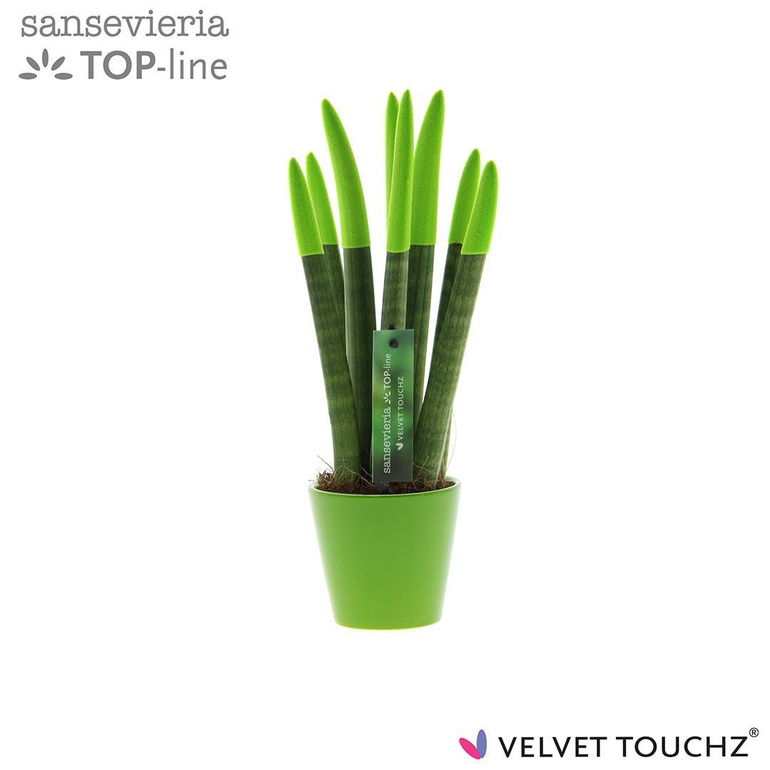 Sansevieria VELVET TOUCHZ® Groen In keramiek R'dam, D 8,5