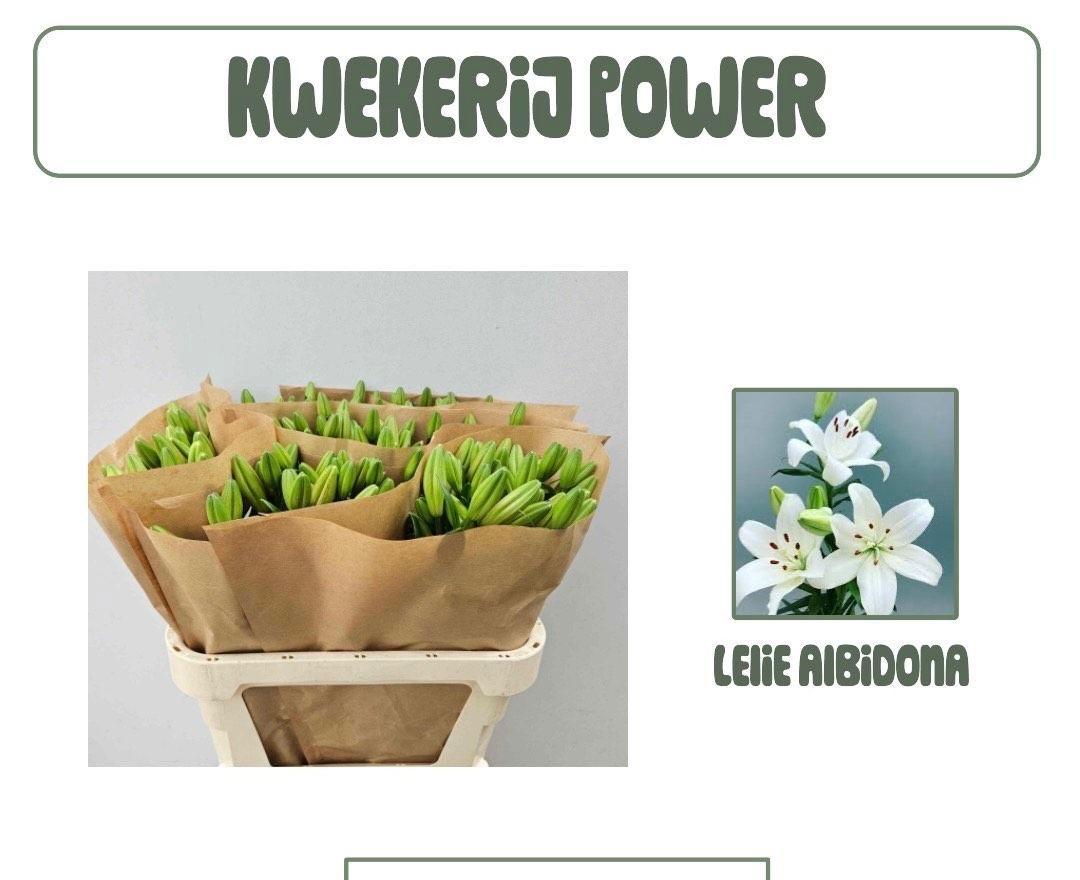 Лилия Альбидона 80, шт.