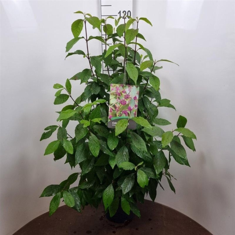 Callicarpa bod. 'Profusion', D 29