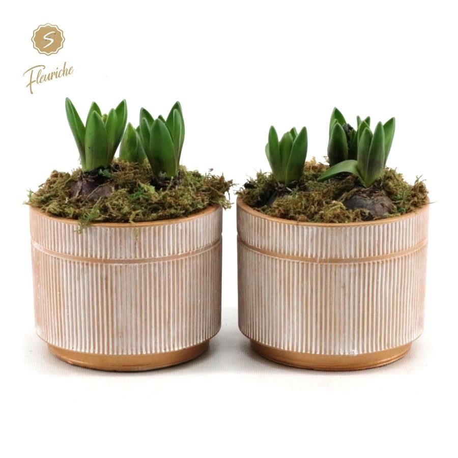 (3618) Hyacint Golden Pot [XL] 3PP Mos, D 14 cm