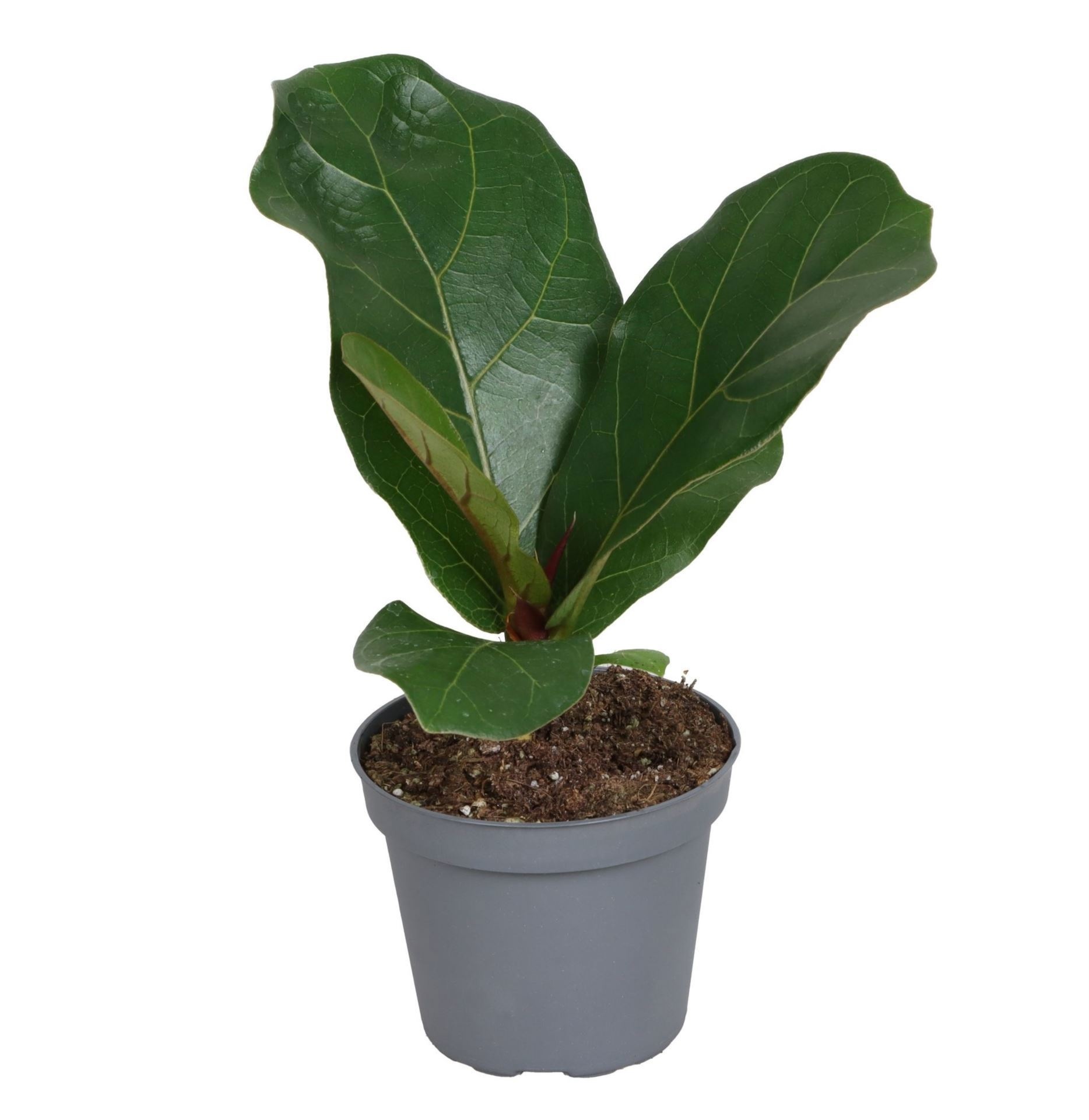 Ficus Lyrata 6 cm, D 6