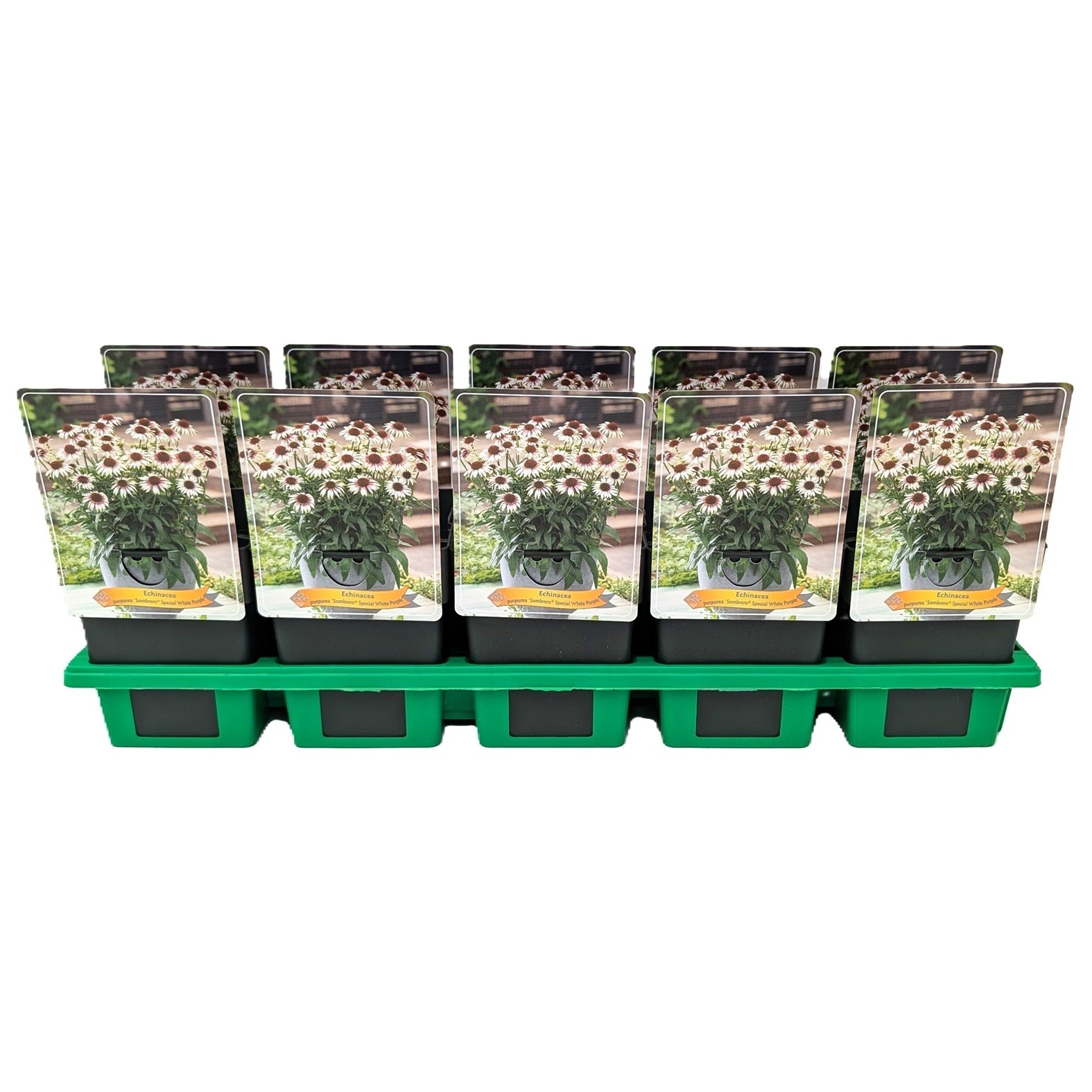 Echinacea Sombrero® Special White Purple P11, D 11