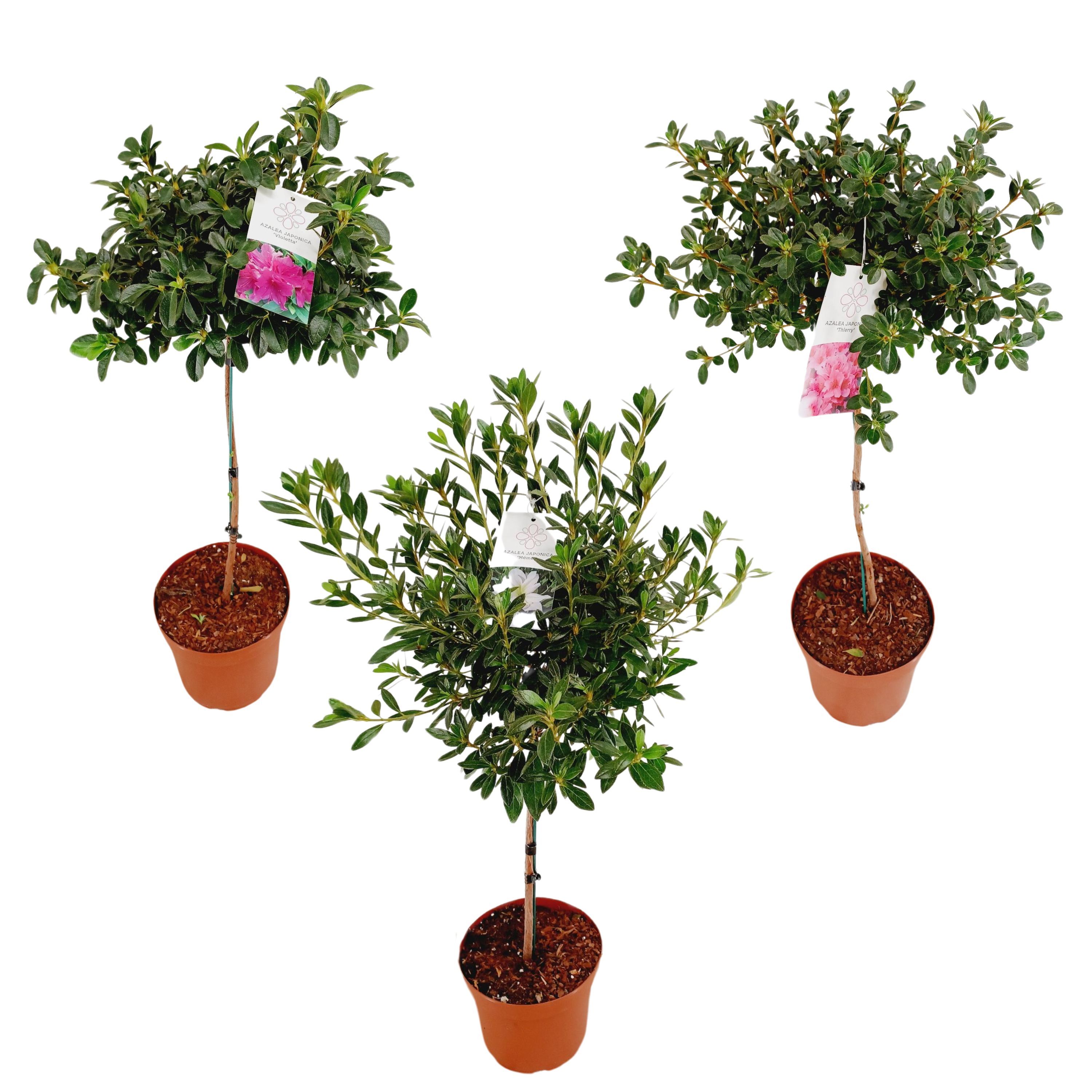 Azalea Japonica 55/P21 stam 'Mix', D 21