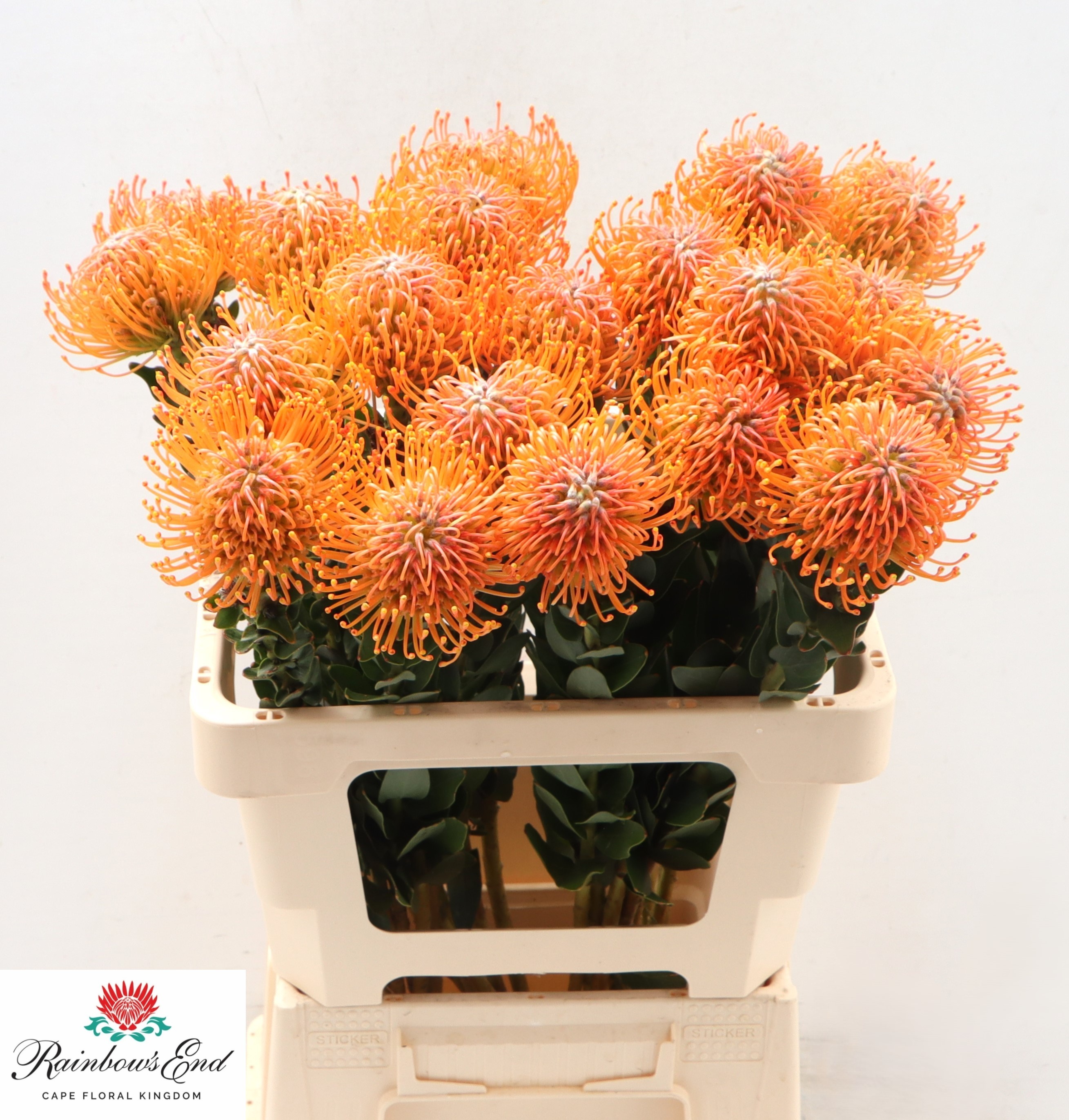 Нутанс Айоба Оранж 60, шт.