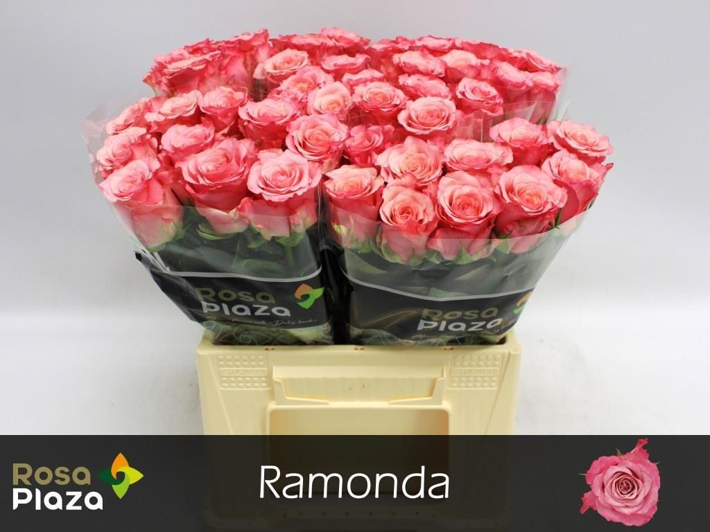 Роза од. Рамонда 40, шт. Роза од. Рамонда 40, шт.