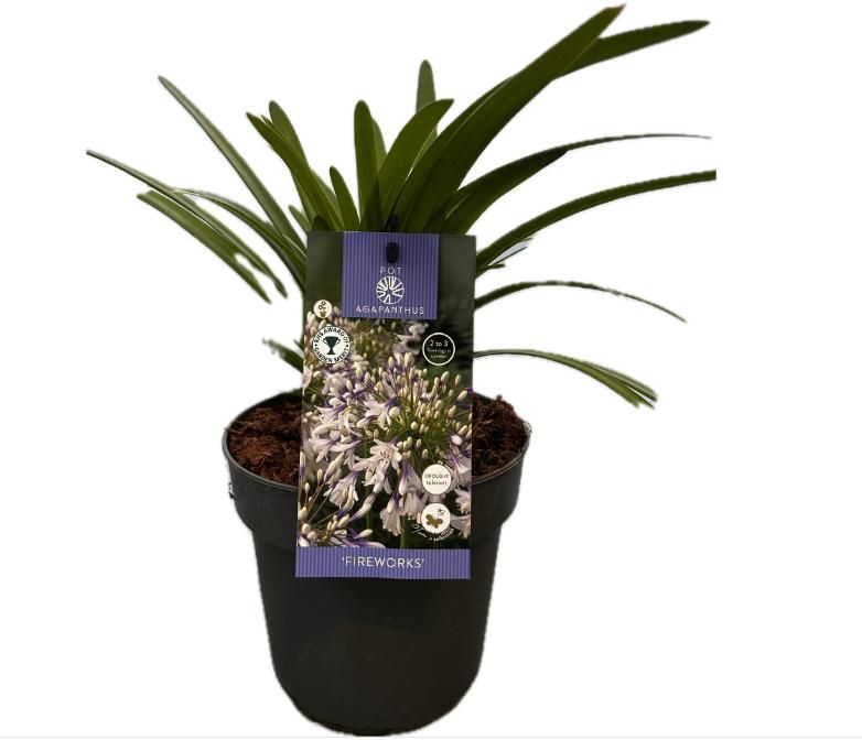 Agapanthus 'Fireworks' P17 EVERGREEN, D 17