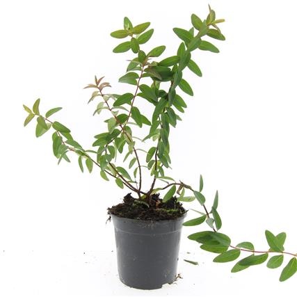 Hypericum 'Hidcote', D 14 cm