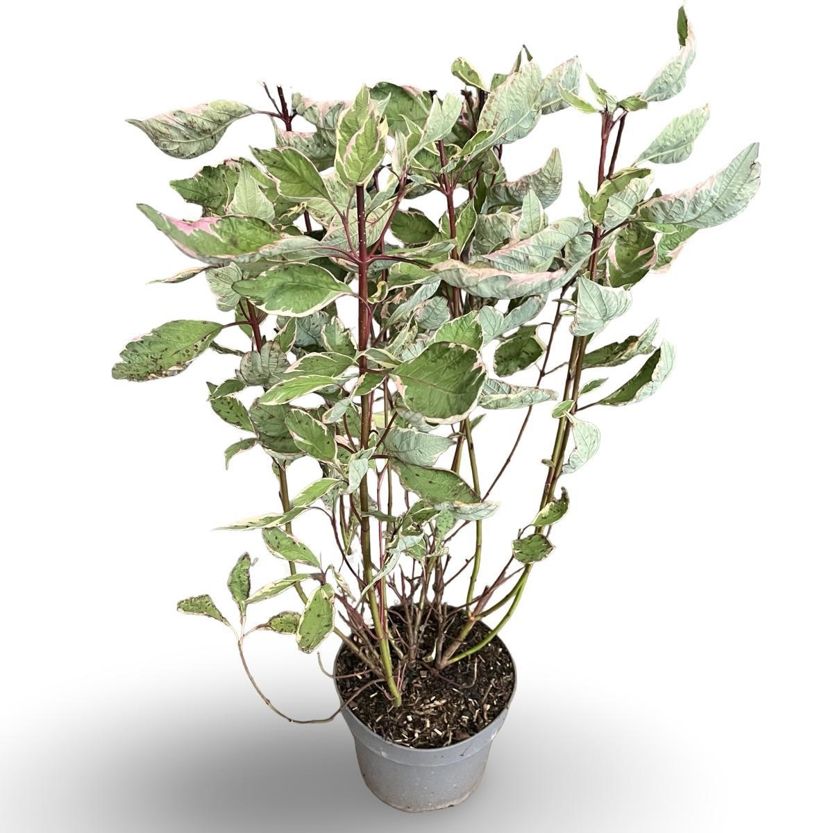 Cornus alba Miracle, D 21 cm