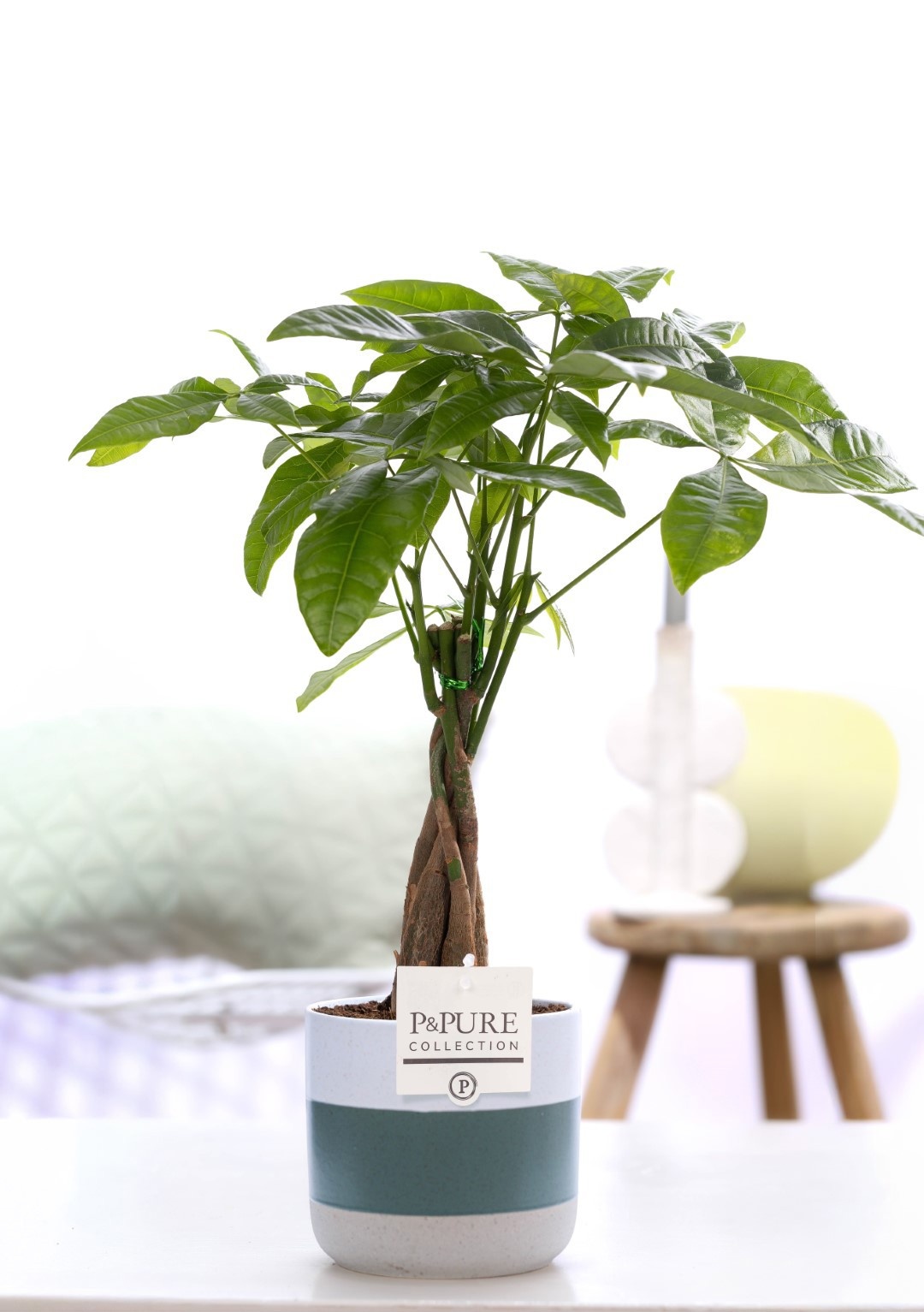 Pachira Aquatica in P&PURE Lauren ceramics, D 12