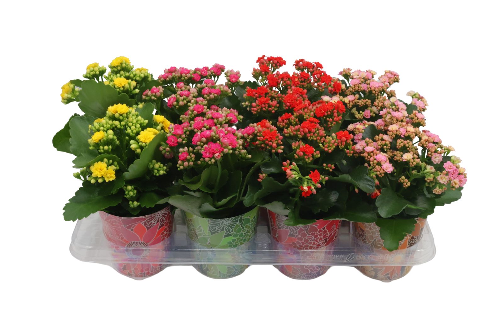 Calandiva 12 cm - Smartcup kleuren mix, D 12 cm