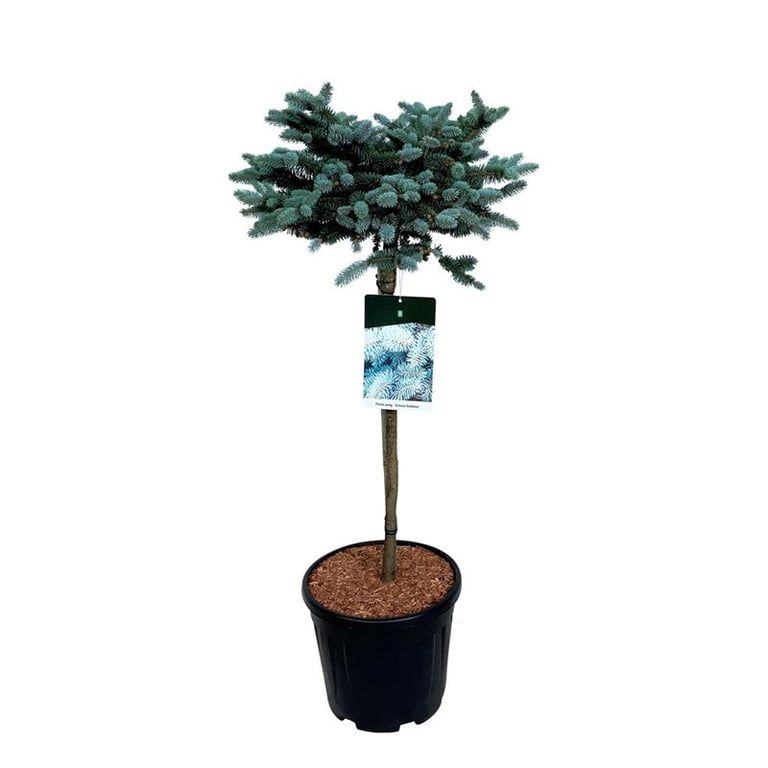 Picea pung. 'Glauca Globosa', D 32