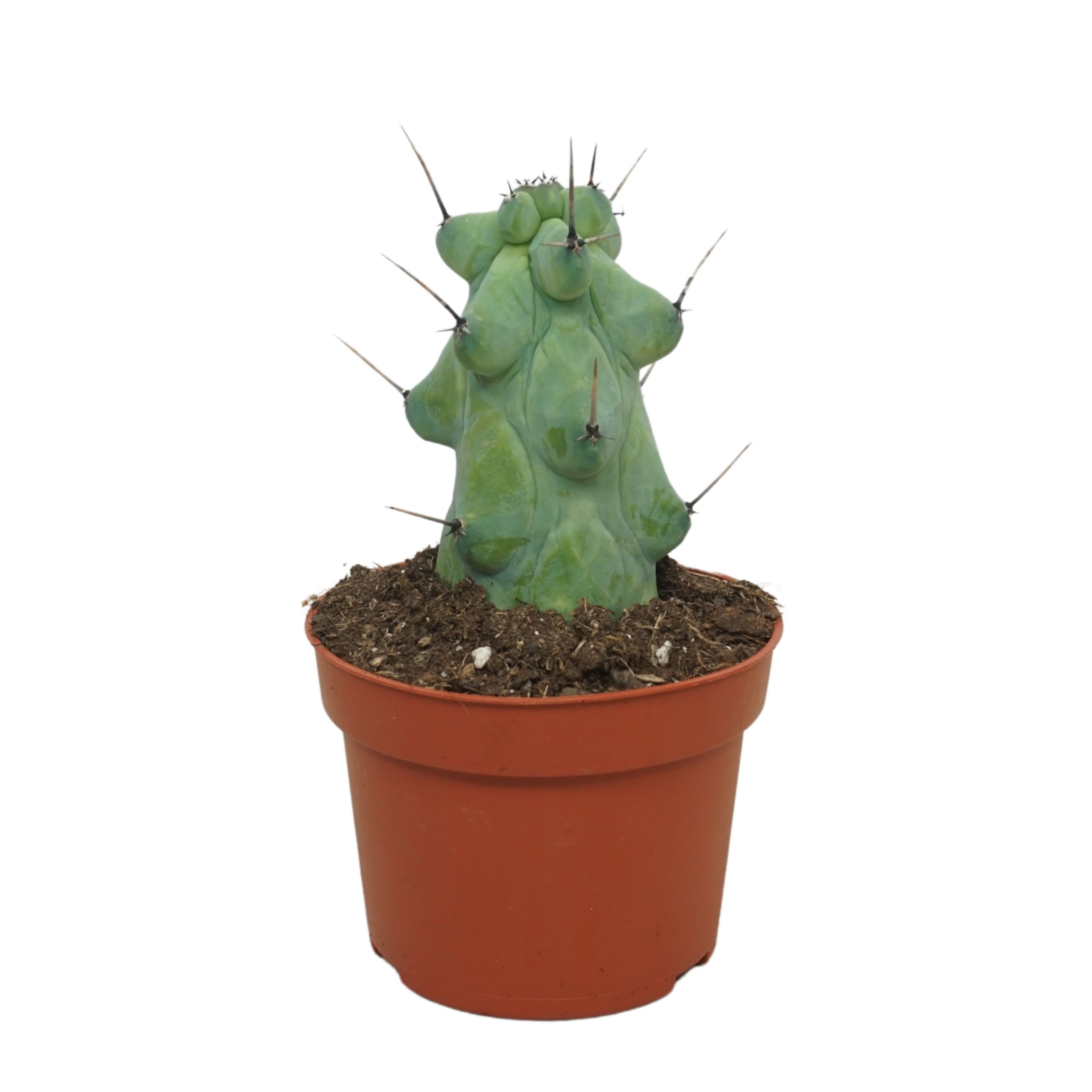 Myrtillocactus 'Boobie' 10,5 cm, D 10,5 cm Myrtillocactus 'Boobie' 10,5 cm, D 10,5 cm