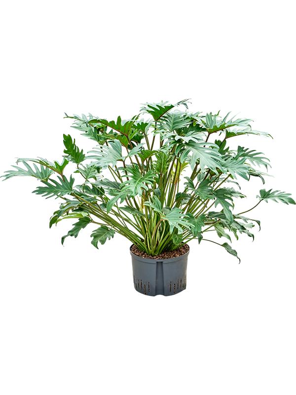 Philodendron 'Xanadu', D 28