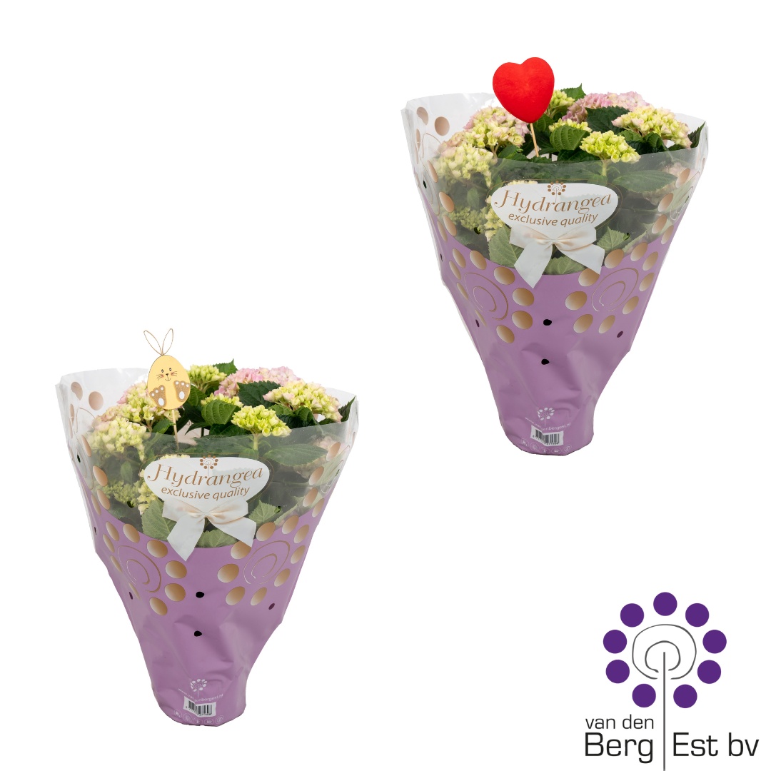 Hydrangea Pink in Exclusieve hoes 6/10 met paas of hart Steker, D 14