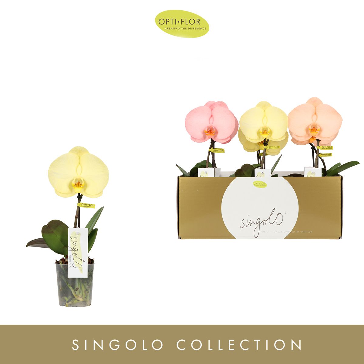 Singolo Aquarello Sunlight, D 9 cm