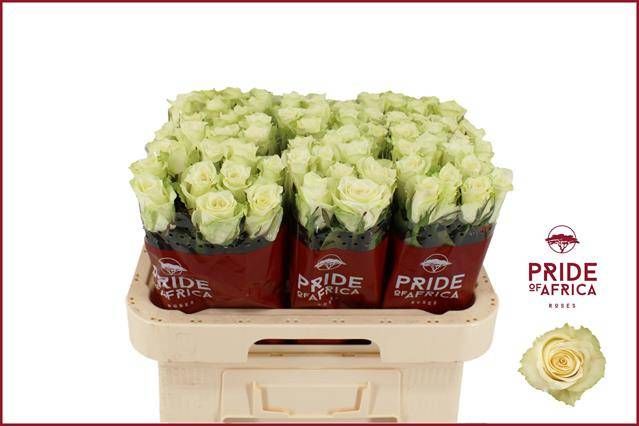 Роза од. Атена 60, шт.