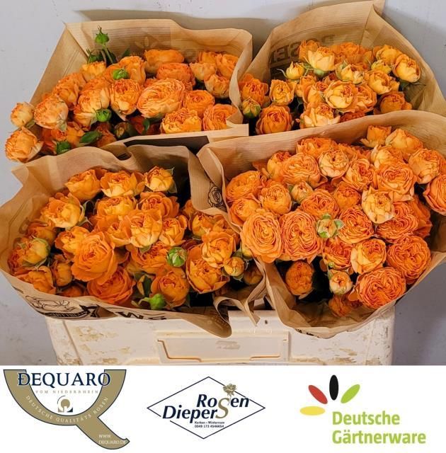 Роза куст. Оранж Трендсеттер 50, шт.