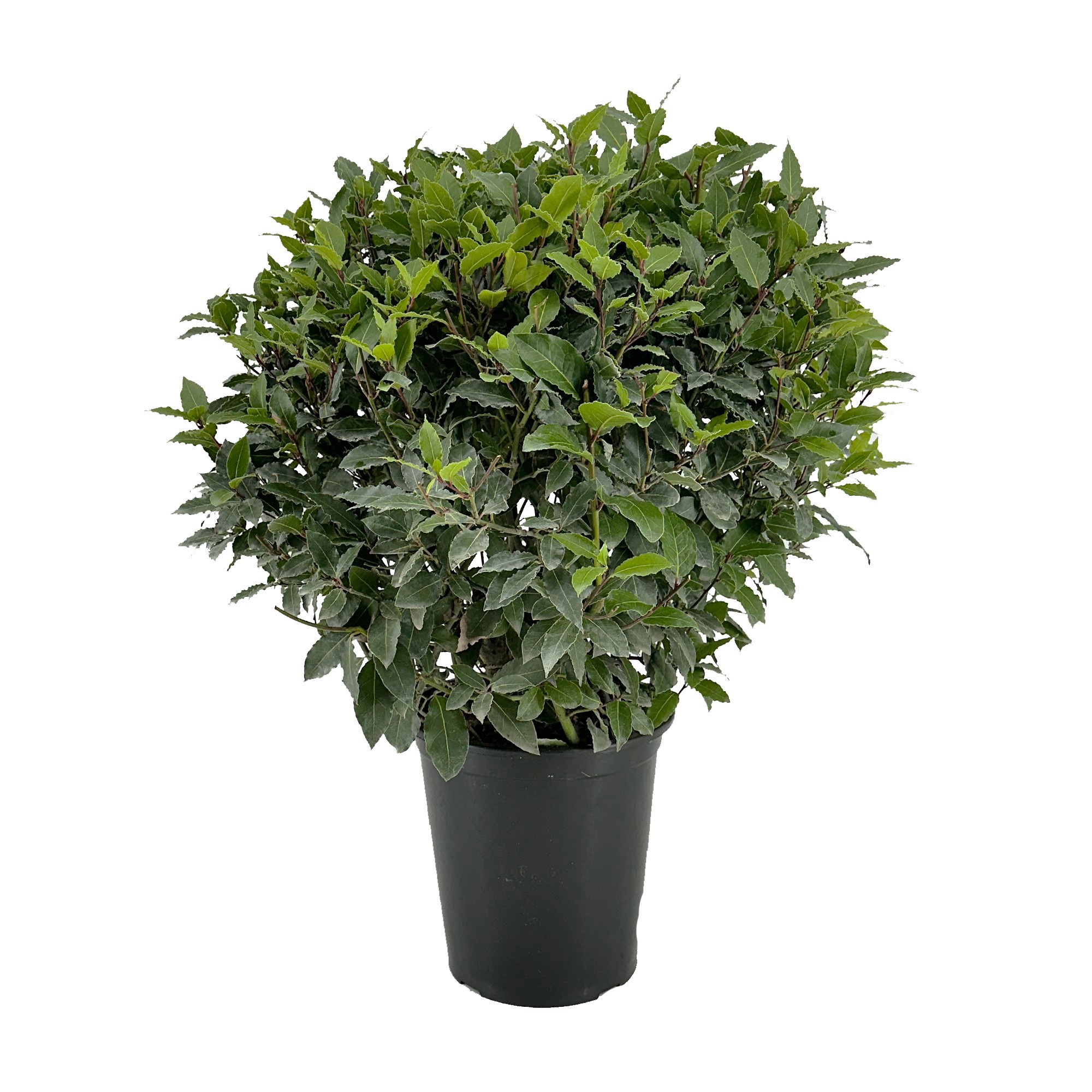 Laurus nobilis Bol zonder stam, D 25